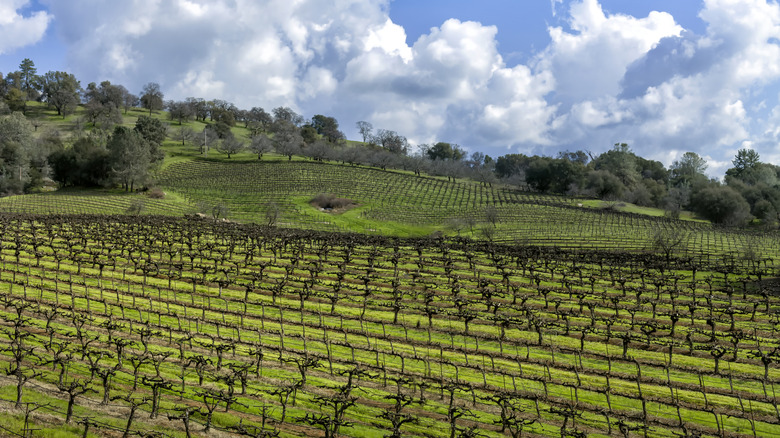 View over a vineyard in Amador County, CA