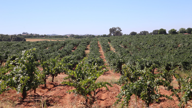Rows of vines in a vineyard in Amador County, CA.
