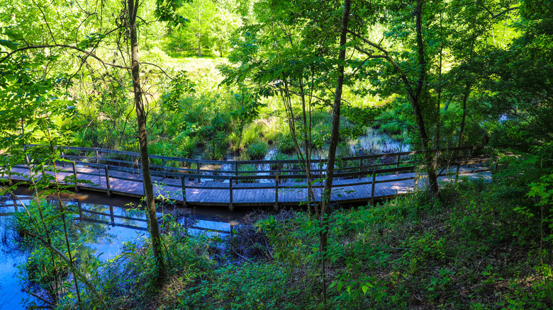 An image of a boardwalk and trees at Newman Wetlands Center in Hampton, Georgia