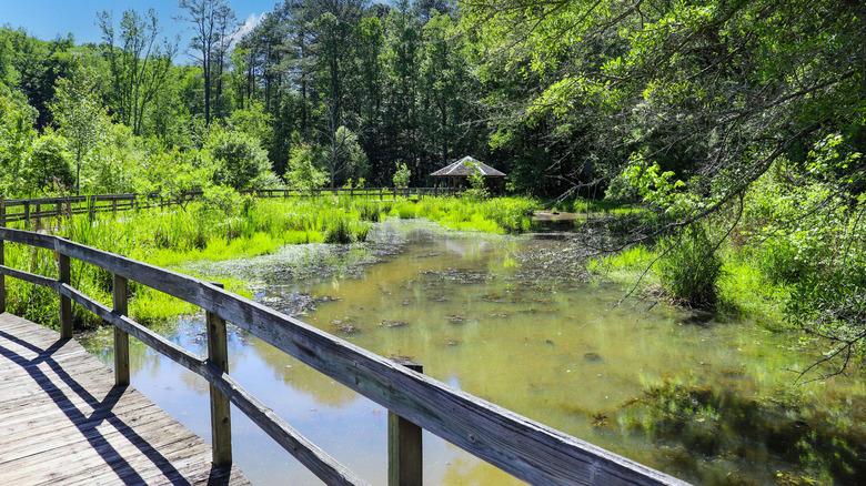 An image of wetlands taken from a boardwalk at the Newman Wetlands Center in Hampton, Georgia