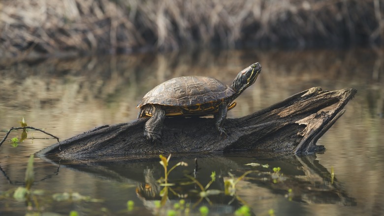 A turtle perched on a log in the water at Newman Wetlands Center