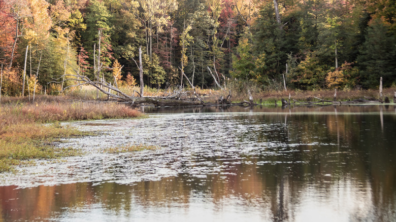 Autumn trees and pond at Black Marsh in North Point State Park