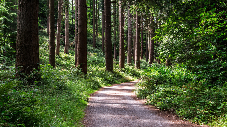 A trail in Tollymore Forest