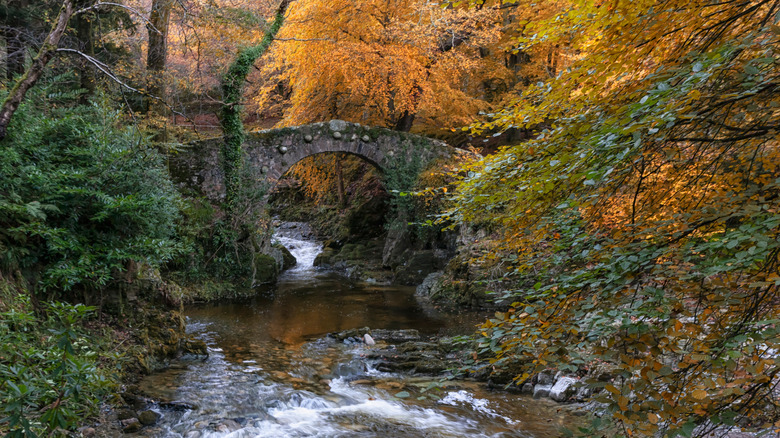 A stone bridge in Tollymore Forest Park