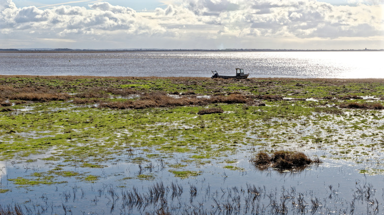 A view of the Ribble Estuary, with green wetlands in front of the sunny sea