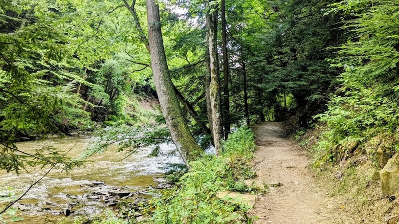 A flat hiking path with natural surface along a river at South Chagrin Reservation in Ohio, surrounded by greenery.