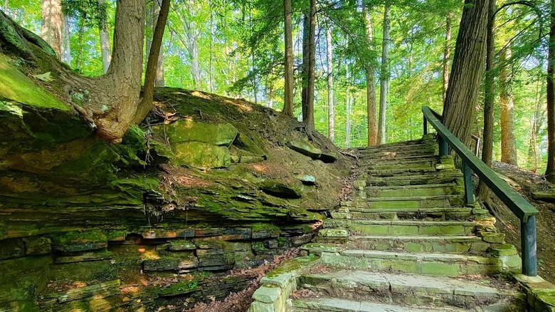 Steps with a guard rail on the right, leading to a wooded area at South Chagrin Reservation in Ohio.