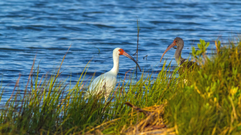 A white ibis along the shore in Fulton, Texas