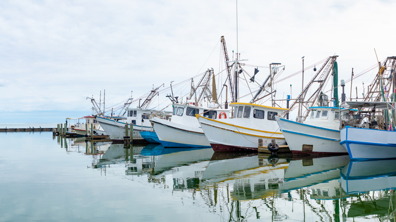 Lots of shrimp boats in a row in Fulton Harbor