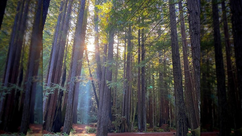 Towering redwoods at Mendocino Woodlands State Park, Northern California