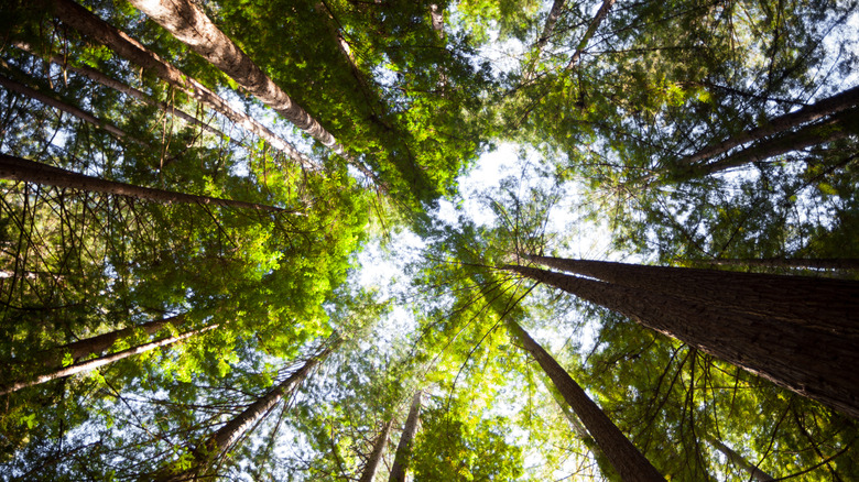 Looking up at redwood trees in Northern California