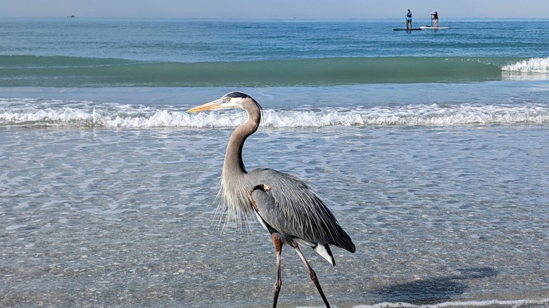 Blue heron standing in the water at Stump Pass Beach State Park in Englewood, Florida