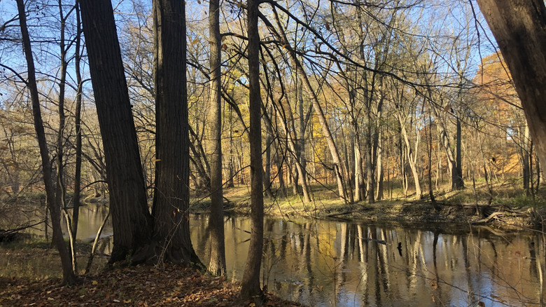 A view of a wooded area along a river