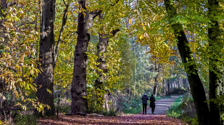 People walking in Delamere Forest, Cheshire, England, in the fall, with fallen leaves covering the trail