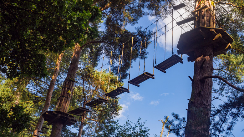 Go Ape adventure park at Delamere Forrest in Cheshire, UK, with high-ropes courses in the treetops