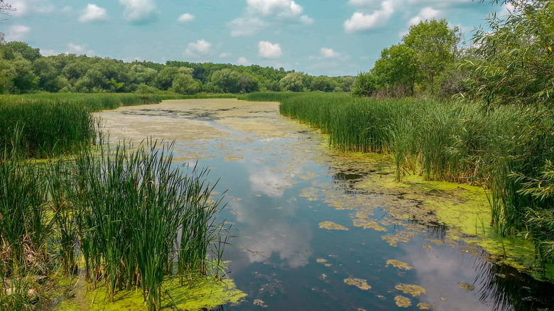 A pond at Lake Kegonsa State Park on a sunny day surrounded by reed and trees