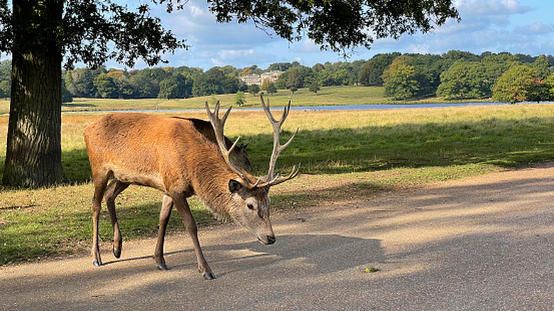 A large stag in the estate grounds at Tatton Park, Cheshire