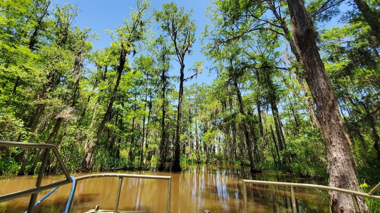 Cypress trees in the swamp