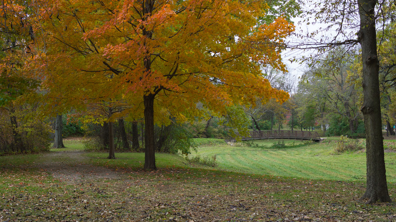 A leaf-covered path in Gebhard Woods State Park, Illinois