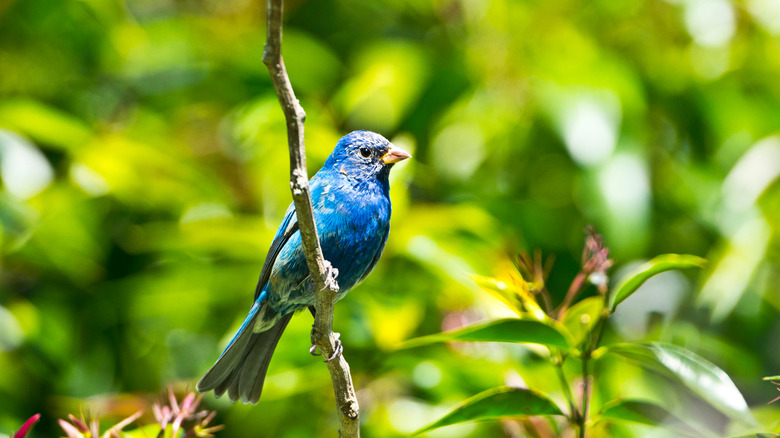 Blue Indigo Buntings on a branch