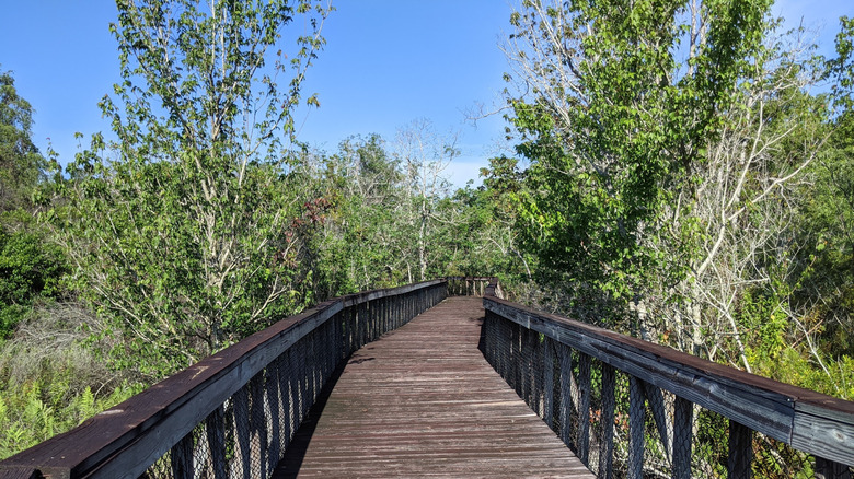 Elevated boardwalk through trees at at Peghorn Nature Park, Florida