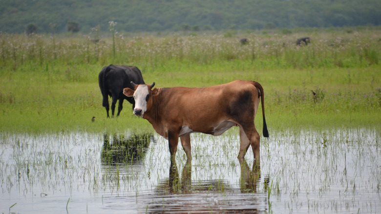 Wild roaming cattle in the marsh at Seminole Ranch Conservation Area in Central Florida