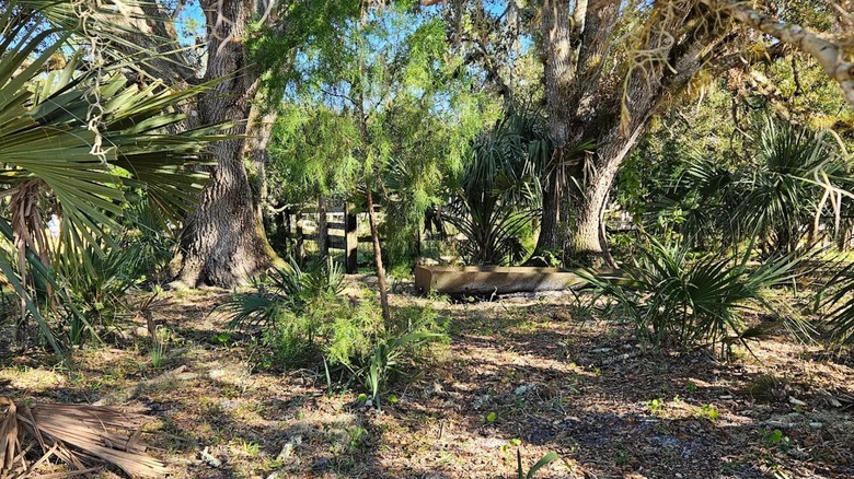 Trees, palms, underbrush, and the remains of an old fence at Seminole Ranch Conservation Area near Orlando, Florida