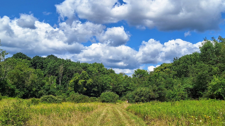 Walking trail across meadow on a clear sky day in Hillman State Park