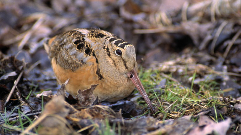 American Woodcock grazing on the leafy ground