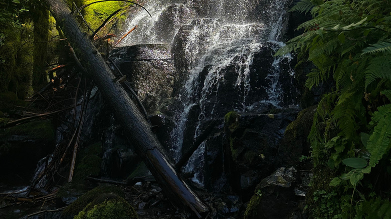 Fairy Falls in Oregon during the day, surrounded by lush trees and fallen tree trunks.
