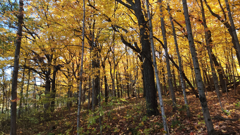 the trees in the Sugar River Alder Forest Preserve create a lovely yellow canopy in fall