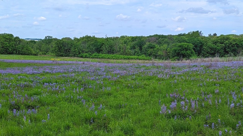 wild lupine flowers add splashes of purple in the green prairies of Sugar River Alder Forest Preserve