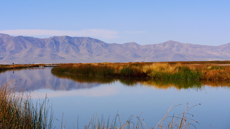 Bear River Migratory Bird Refuge