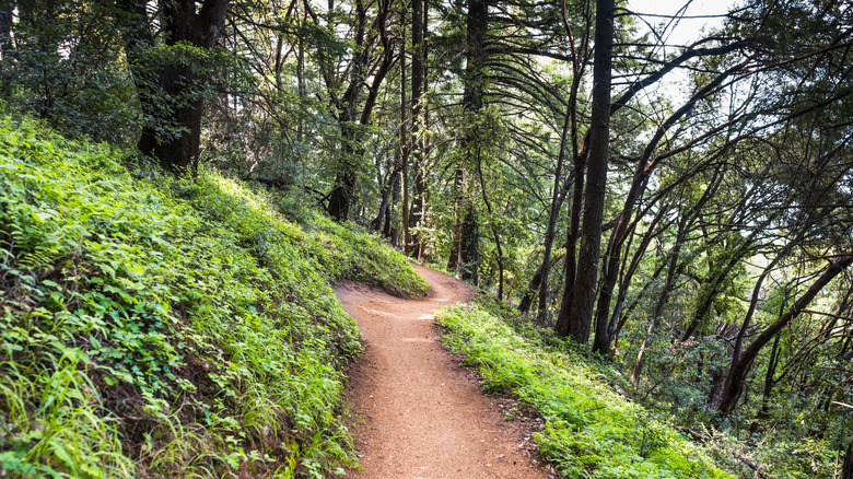 A hiking trail in Sanborn County Park.
