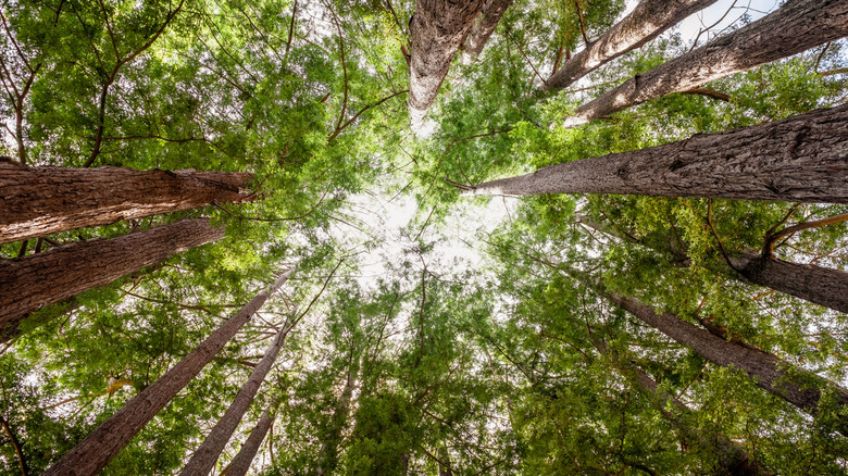 Canopy of redwoods at Sanborn County Park.