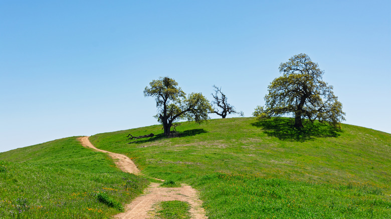The Canada de Pala Trail cuts through the grass at Joseph D. Grant County Park.