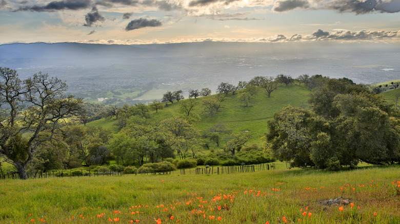 Grassy hills covered in wildflowers and oaks at Joseph D. Grant County Park.