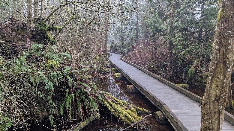 A wooden boardwalk through the wetland at Pine Lake Park surrounded by mossy trees and ferns.