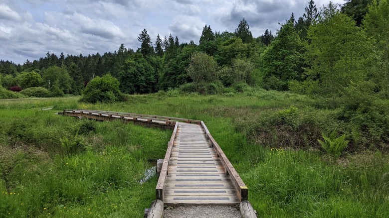 A wooden boardwalk across a wetland at Evans Creek Preserve