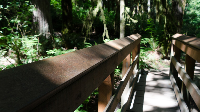 A wooden bridge crosses into the forest at Evans Creek Preserve