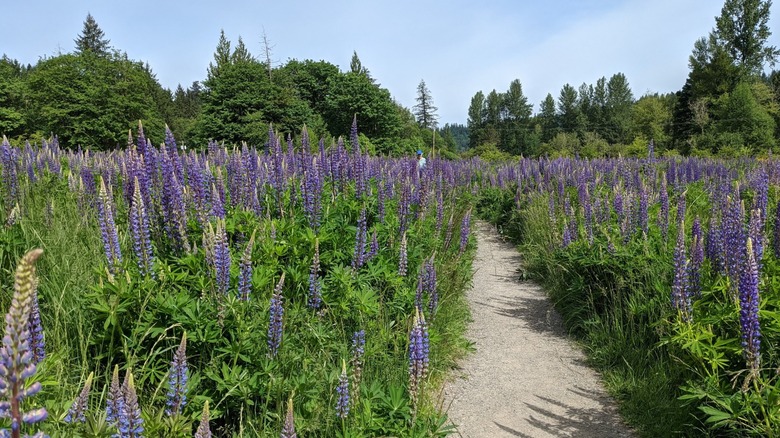 A hiker walks through a field of lupine at Evans Creek Preserve