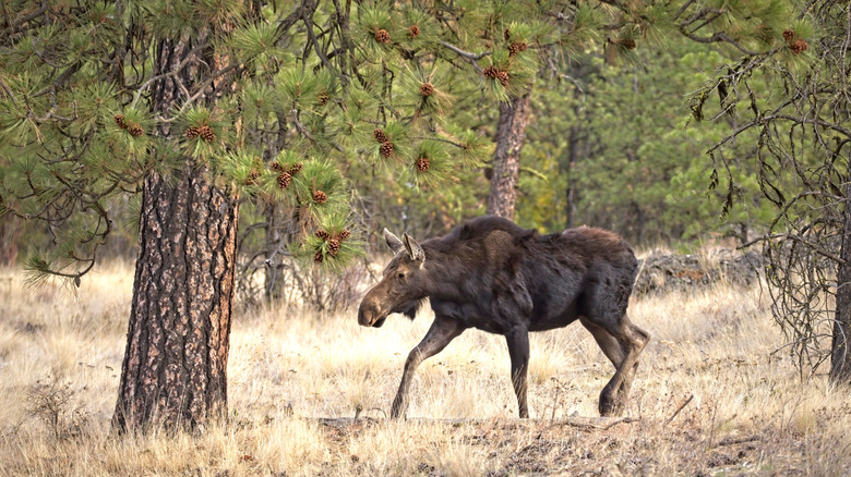Large female moose walking in Turnbull National Wildlife Refuge near Cheney, Washington