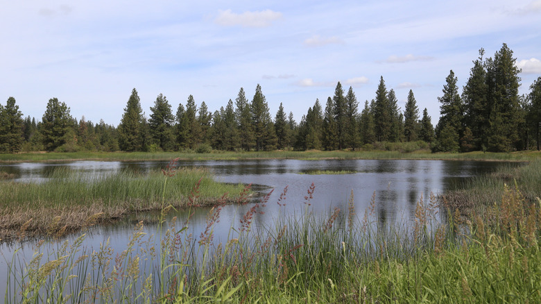 Wetland at Turnbull National Wildlife Refuge, Cheney, Washington
