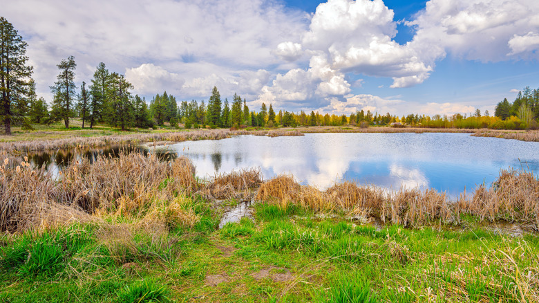 View of a lake and surrounding greenery at the Turnbull National Wildlife Refuge in Cheney, Washington State, Spokane County