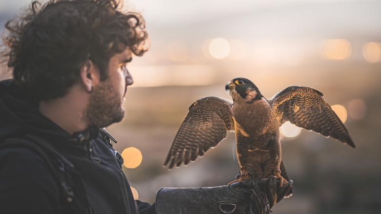 The photo shows a falcon with a falcon perched in his gloved hand. The hawk has outstretched wings and seems to be looking at the man.