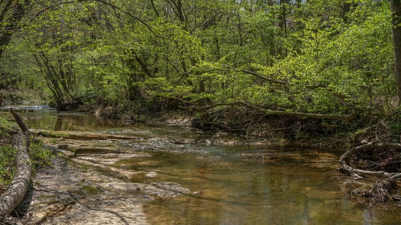 Views of a flowing creek at LaBarque Creek Conservation Area in Missouri, featuring downed trees and green woodlands.