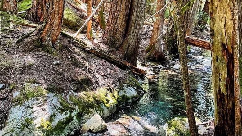 Happy Creek flowing along the boardwalk of the Happy Creek Forest Walk