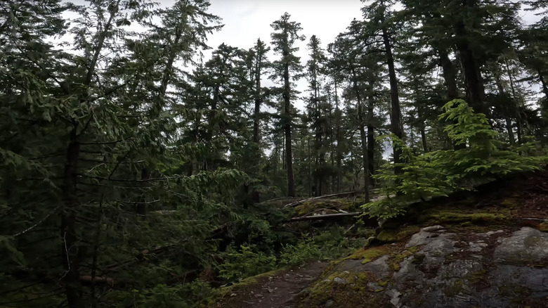 The Happy Creek Trail in Washington's North Cascades