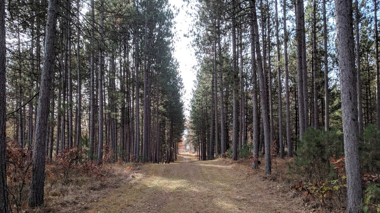 Dirt walking path running through pines at Governor Thompson State Park, Wisconsin
