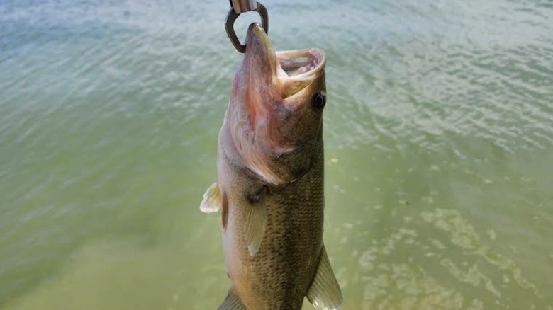 A fish being held above a lake with a gripping device